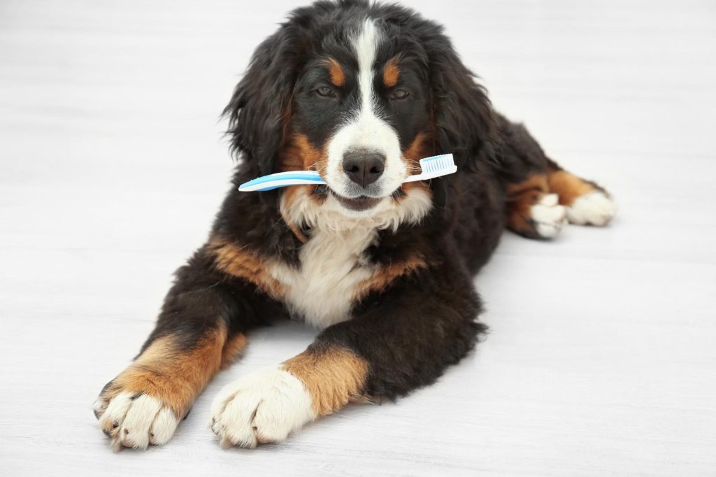 Bovaro Del Bernese