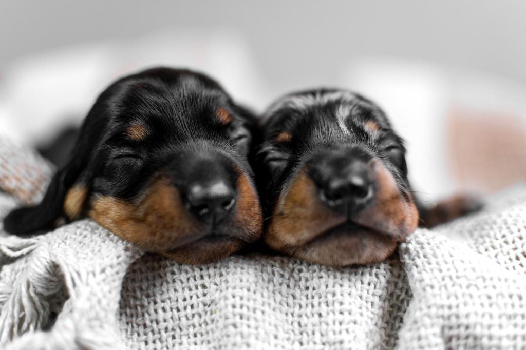 Dobermann