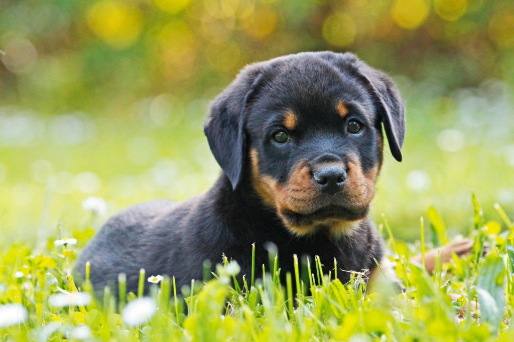 Rottweiler