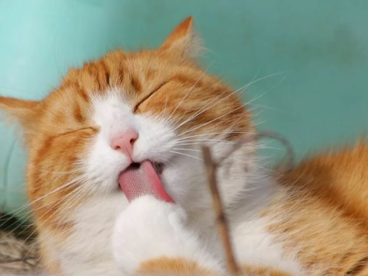 Allergia al gatto: non è provocata dal pelo bensì da una proteina. Ma si può guarire? Scopriamolo!