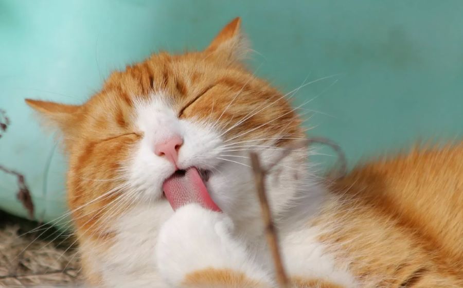 Allergia al gatto: non è provocata dal pelo bensì da una proteina. Ma si può guarire? Scopriamolo!
