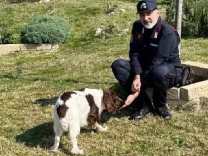Cagnolina lasciata in auto al sole e senza acqua: salvataggio in extremis. Denunciato il proprietario!