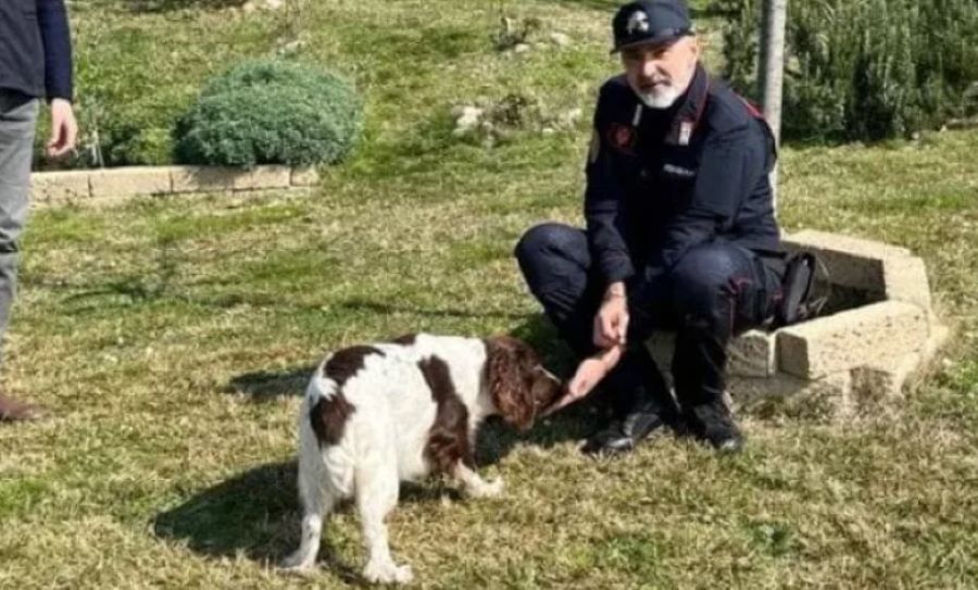 Cagnolina lasciata in auto al sole e senza acqua: salvataggio in extremis. Denunciato il proprietario!
