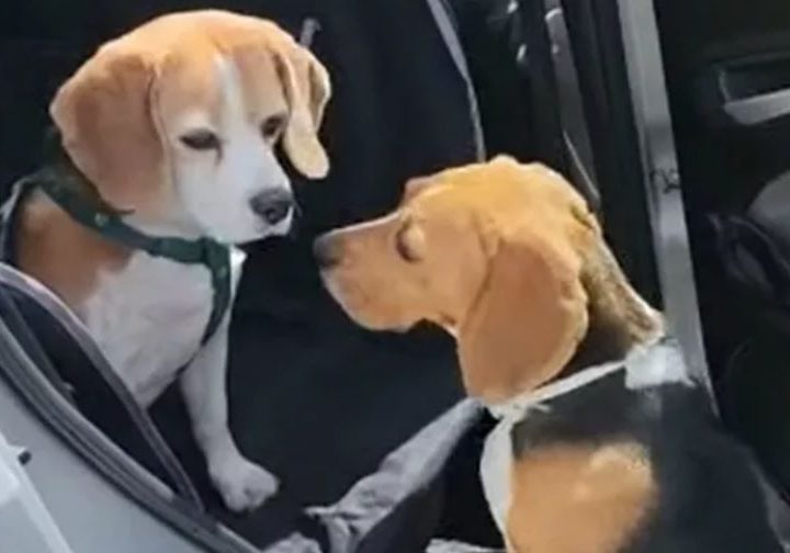 Il cane Bea: abbandonata in una clinica con uno straziante biglietto di addio. Ecco la commovente storia!