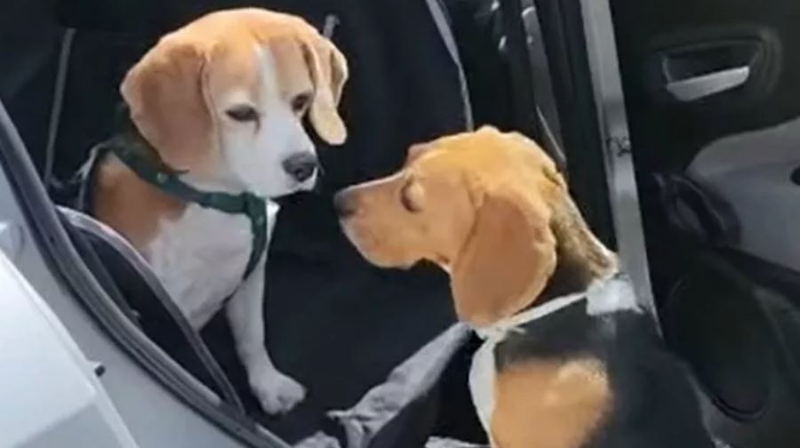 Il cane Bea: abbandonata in una clinica con uno straziante biglietto di addio. Ecco la commovente storia!