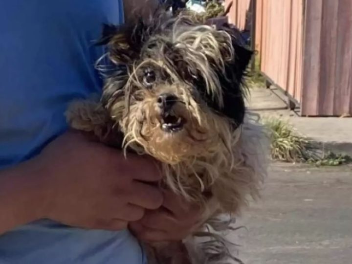 Cane Bettina: la sua incredibile trasformazione lascia tutti senza parole. Ecco la sua storia commovente!