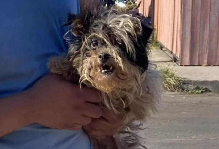 Cane Bettina: la sua incredibile trasformazione lascia tutti senza parole. Ecco la sua storia commovente!