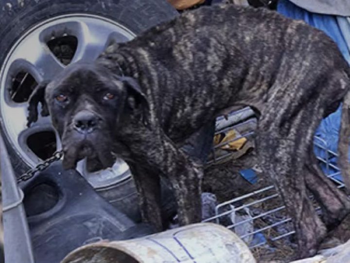 Cane Corso legato a una catena e morto di stenti: la terribile vicenda succede a Cagliari. Ecco i dettagli!