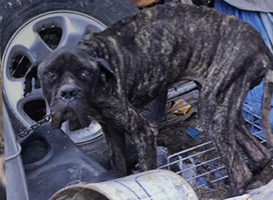 Cane Corso legato a una catena e morto di stenti: la terribile vicenda succede a Cagliari. Ecco i dettagli!