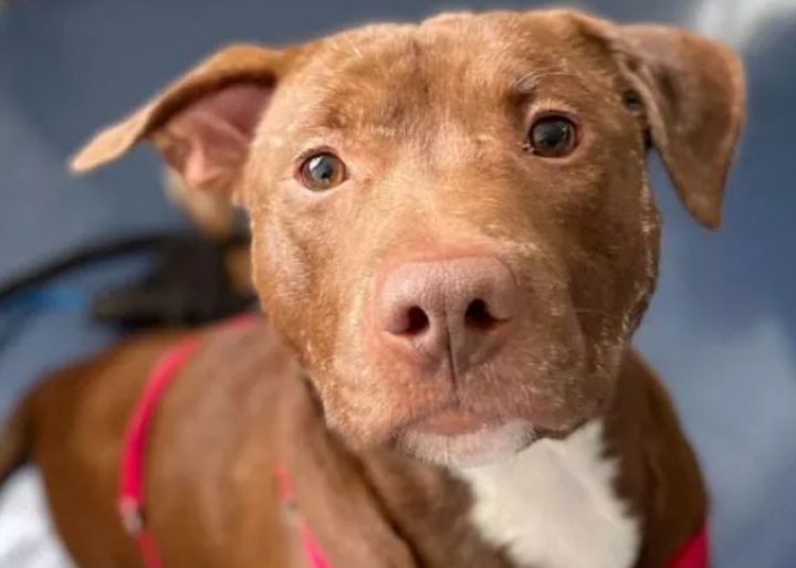 Cane Dash: la storia di questo piccolo eroe commuove il web. Ecco com’è rinato grazie alle cure e all’amore!