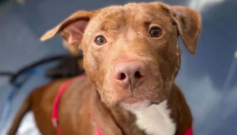 Cane Dash: la storia di questo piccolo eroe commuove il web. Ecco com’è rinato grazie alle cure e all’amore!