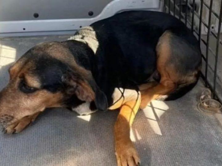 Il cane Ginger viene morso da un serpente. La postina ha un’idea geniale per avvisare i padroni e salvare il cucciolo!