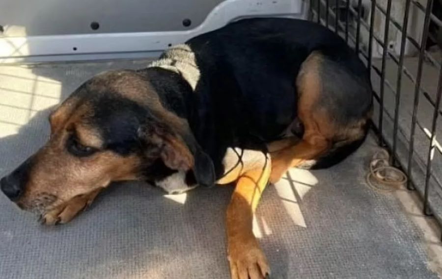 Il cane Ginger viene morso da un serpente. La postina ha un’idea geniale per avvisare i padroni e salvare il cucciolo!
