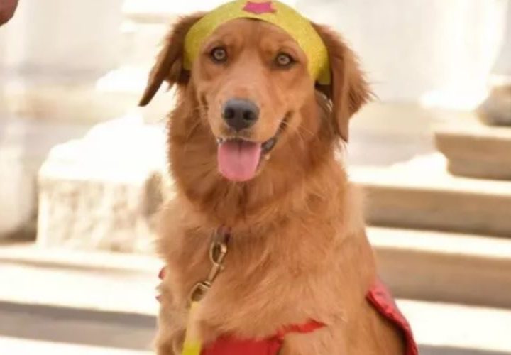 Cane Golda: grazie al supporto alle vittime riesce a far condannare un uomo per stupro. Ecco il racconto!