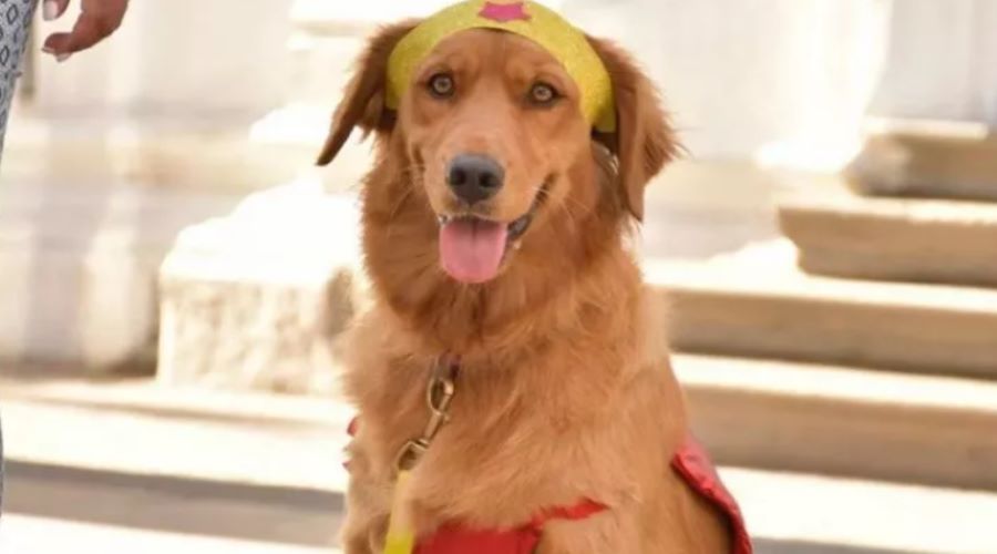 Cane Golda: grazie al supporto alle vittime riesce a far condannare un uomo per stupro. Ecco il racconto!