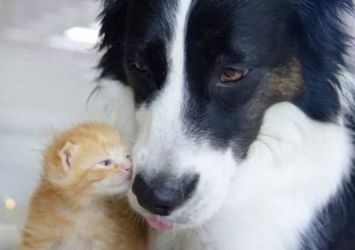 Il cane Phoebe: dalla paura dei gatti ad una vita vissuta insieme. Ecco la sua divertente storia!