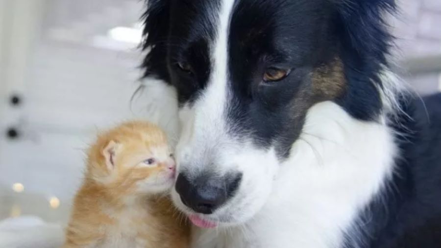 Il cane Phoebe: dalla paura dei gatti ad una vita vissuta insieme. Ecco la sua divertente storia!