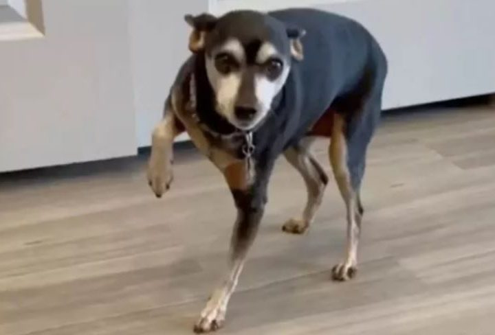 Il cane Piper inizia a zoppicare, ma una volta dal veterinario arriva la diagnosi shock. Ecco che cosa è successo!