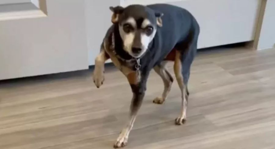 Il cane Piper inizia a zoppicare, ma una volta dal veterinario arriva la diagnosi shock. Ecco che cosa è successo!