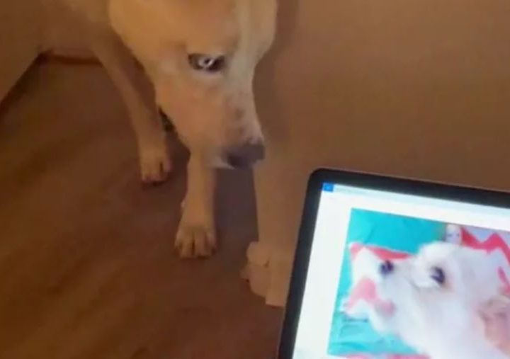 Cane Yuki: la sua dolce reazione quando sente l’amico a 4 zampe che non c’è più, commuove il web!