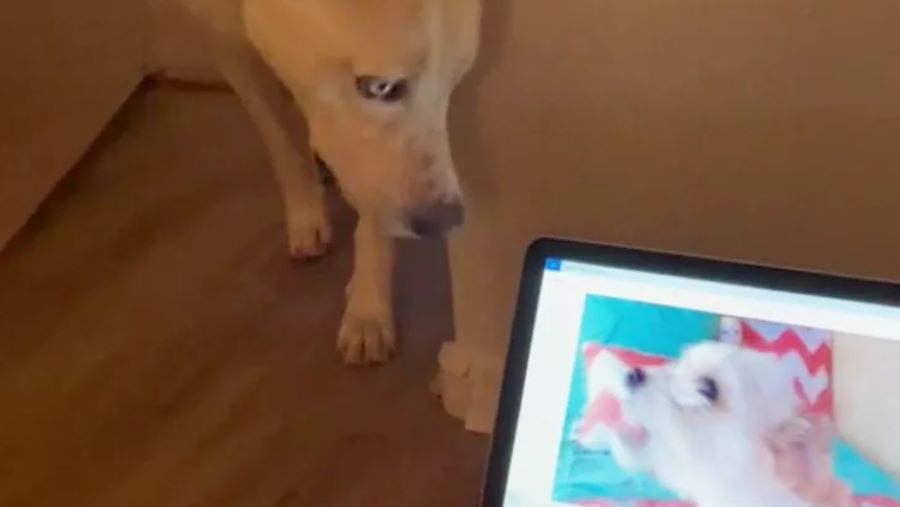 Cane Yuki: la sua dolce reazione quando sente l’amico a 4 zampe che non c’è più, commuove il web!