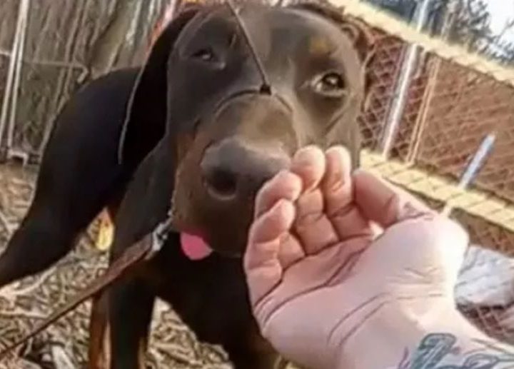 Cane Zeus: buone notizie per l’amico a quattro zampe trovato con una fascette da elettricista legata al muso!