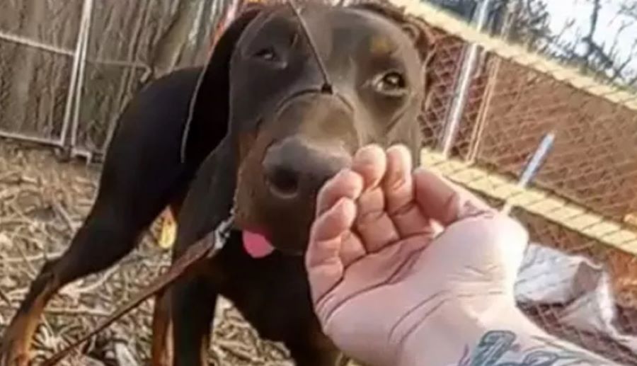 Cane Zeus: buone notizie per l’amico a quattro zampe trovato con una fascette da elettricista legata al muso!