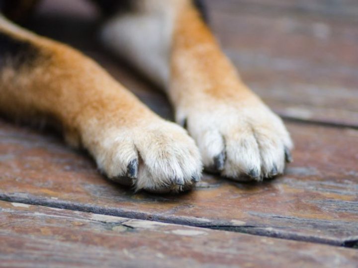 Cane cieco e anziano cade in un canale a Venezia. Una donna si tuffa e lo trae in salvo. Ecco il racconto!
