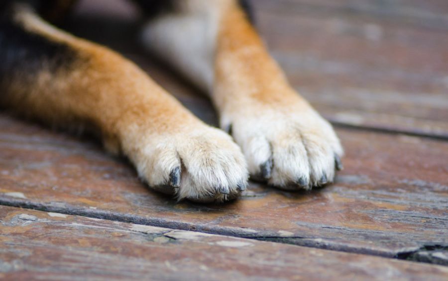 Cane cieco e anziano cade in un canale a Venezia. Una donna si tuffa e lo trae in salvo. Ecco il racconto!