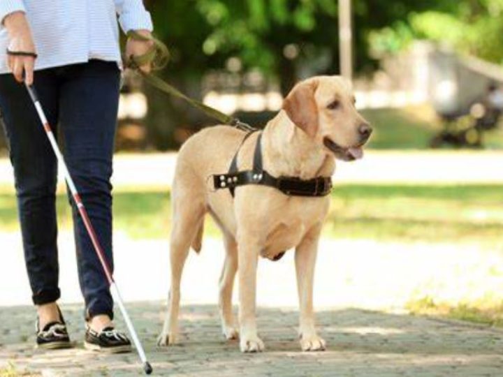 Cane guida rifiutato da un Hotel a Moena. La padrona non vedente denuncia il fatto. Ecco cos’è successo!