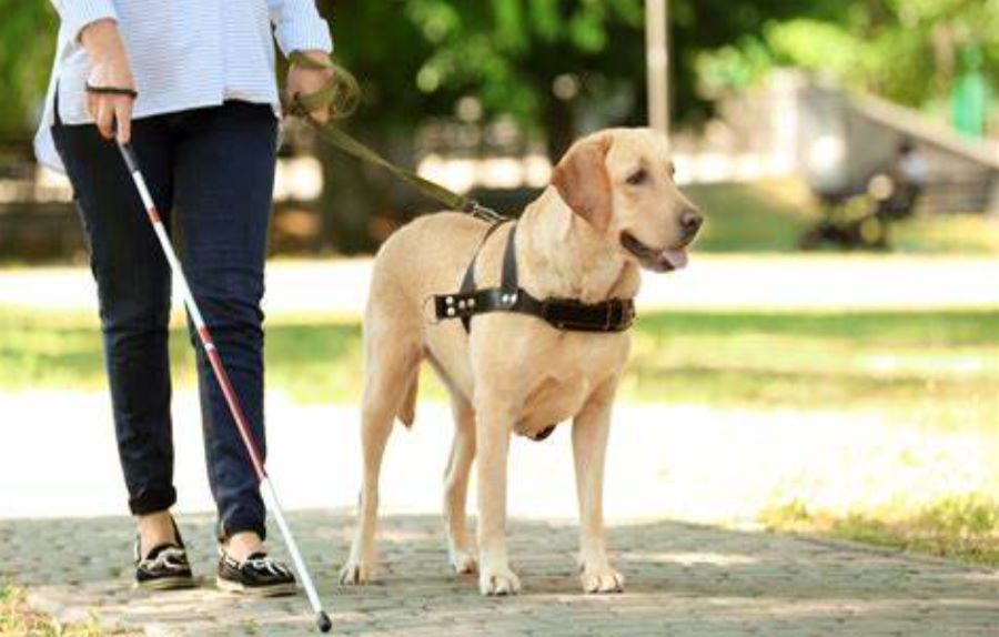 Cane guida rifiutato da un Hotel a Moena. La padrona non vedente denuncia il fatto. Ecco cos’è successo!