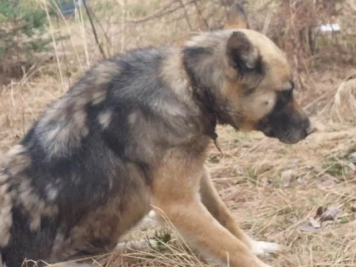 Il cane randagio Soffie è stato trovato con un collare incastonato nel collo. Ecco com’è stata salvata!