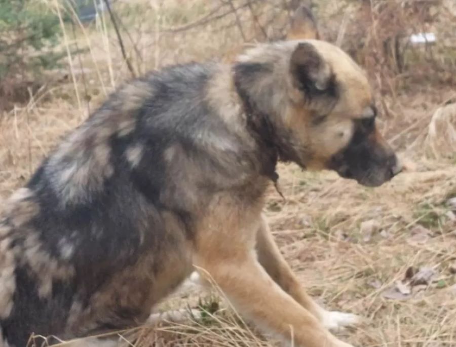 Il cane randagio Soffie è stato trovato con un collare incastonato nel collo. Ecco com’è stata salvata!