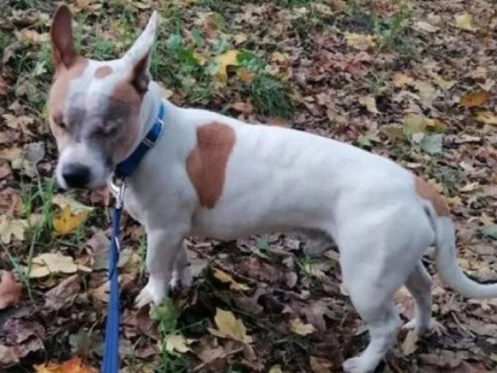 Cane randagio senza occhi ha finalmente trovato l’amore di una famiglia. Ecco la storia di Stevie!