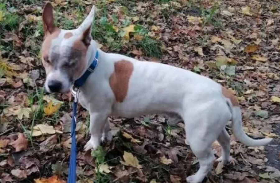 Cane randagio senza occhi ha finalmente trovato l’amore di una famiglia. Ecco la storia di Stevie!