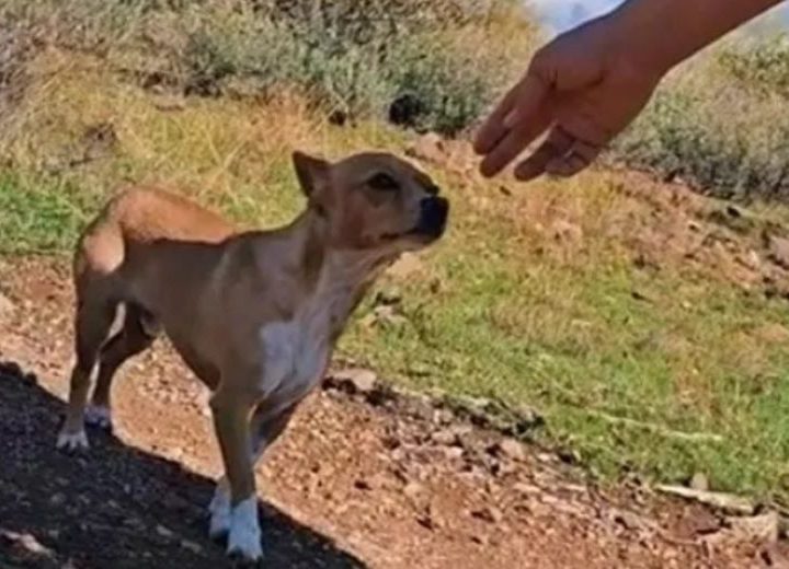 Cane trovato nel deserto con qualcosa attaccato al fianco: l’incredibile storia raccontata da tre camperiste!