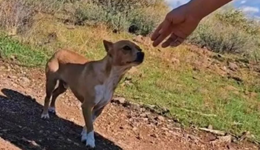 Cane trovato nel deserto con qualcosa attaccato al fianco: l’incredibile storia raccontata da tre camperiste!