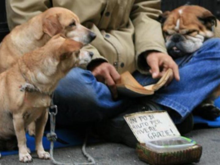 Cani dalla Romania sfruttati per accattonaggio. Succede a Torino e vengono denunciate 20 persone!