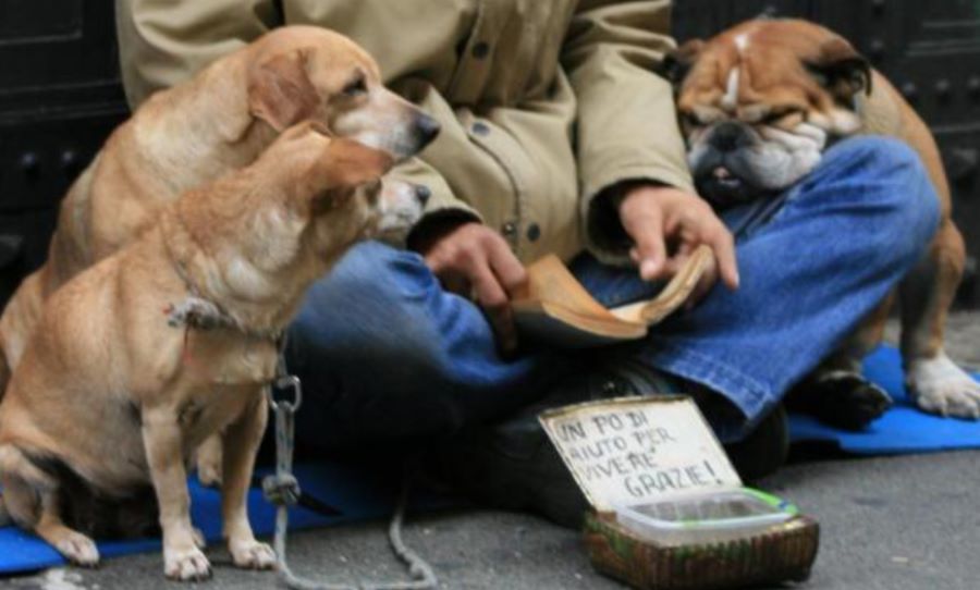Cani dalla Romania sfruttati per accattonaggio. Succede a Torino e vengono denunciate 20 persone!