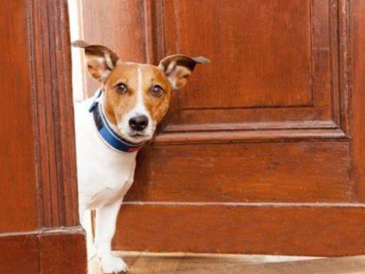 Cani in condominio: ma possono girare liberamente? Ecco che cosa dicono le disposizioni in materia!