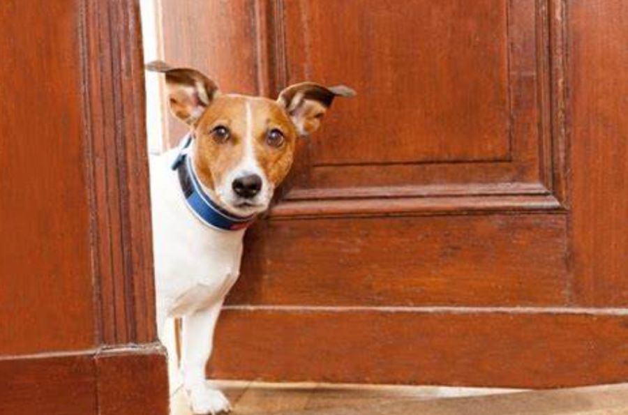 Cani in condominio: ma possono girare liberamente? Ecco che cosa dicono le disposizioni in materia!