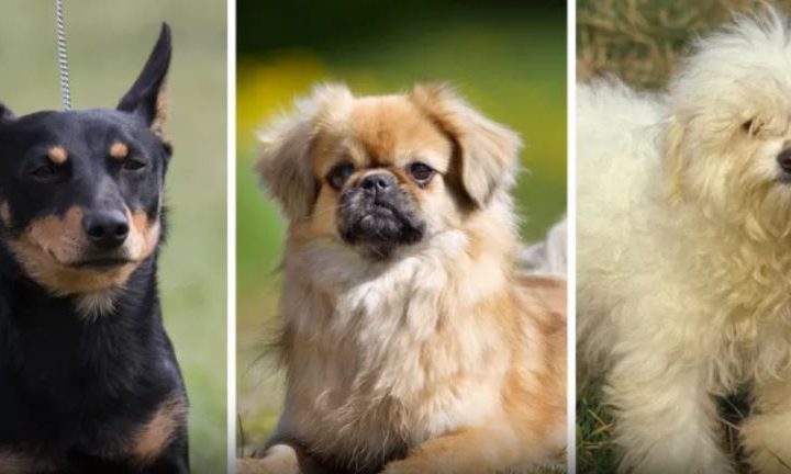 Cani più longevi: è possibile stabilirlo dal tipo di naso? Secondo uno studio sì. Ecco perché!