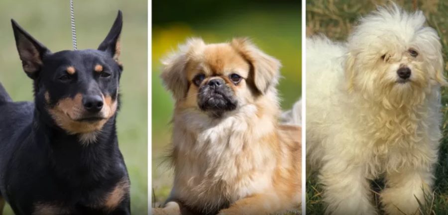 Cani più longevi: è possibile stabilirlo dal tipo di naso? Secondo uno studio sì. Ecco perché!