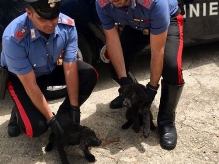 Cucciolo di cane lanciato oltre la recinzione dei Carabinieri: un uomo è stato denunciato nel Catanese!