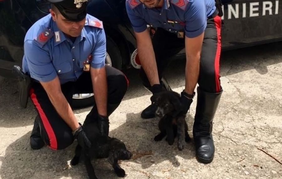 Cucciolo di cane lanciato oltre la recinzione dei Carabinieri: un uomo è stato denunciato nel Catanese!