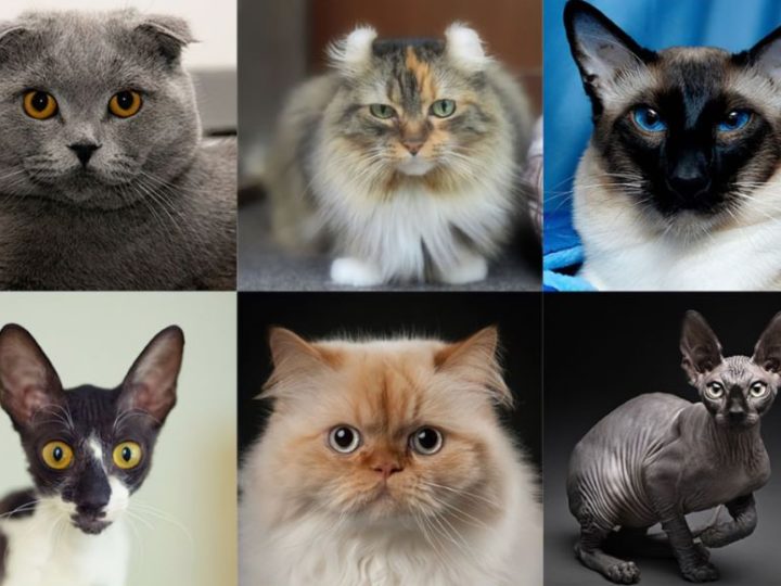 Expo gatti: la grande fiera felina che accoglierà razze da tutto il mondo, sbarcherà a Padova. Ecco le date!