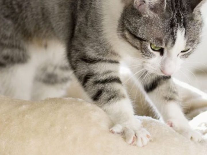 I gatti fanno la pasta: ma perché? Scopriamo insieme le ragioni dietro a questo comportamento felino!