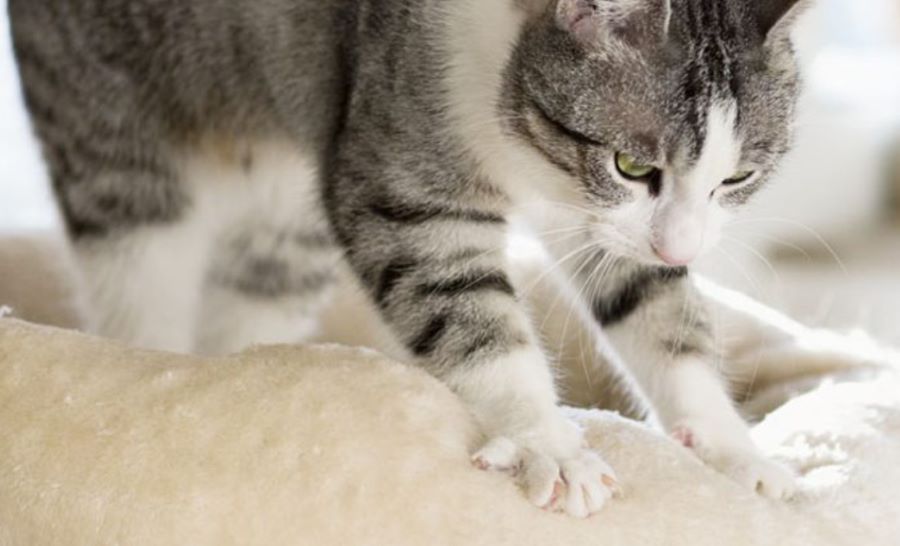 I gatti fanno la pasta: ma perché? Scopriamo insieme le ragioni dietro a questo comportamento felino!