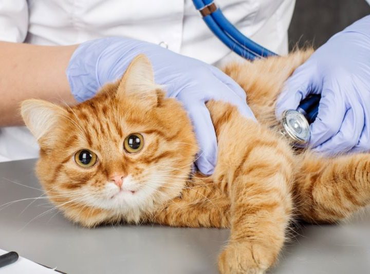 Un gattile americano realizza la campagna pubblicitaria perfetta: ecco la trovata geniale per San Valentino!