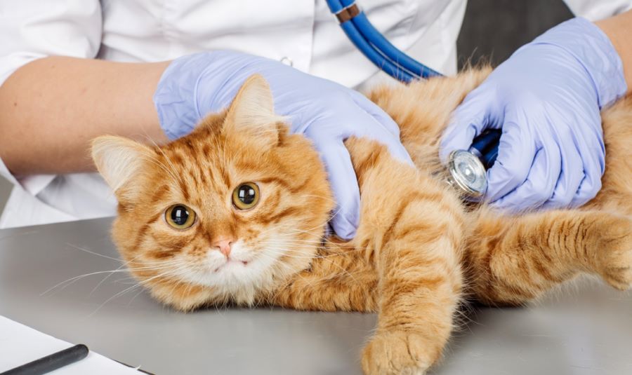 Un gattile americano realizza la campagna pubblicitaria perfetta: ecco la trovata geniale per San Valentino!